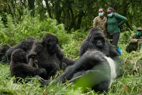 3-Day Bwindi Mountain Gorilla Trekking Safari gallery image