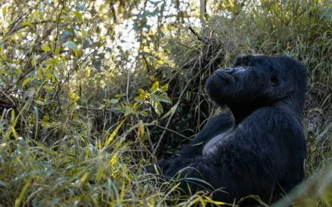 3-Day Bwindi Mountain Gorilla Trekking Safari gallery image