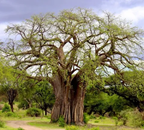 2-Day Safaris in Arusha and Tarangire National Parks. gallery image