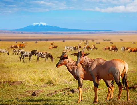 7-Day Classic Safari: Lake Nakuru, Lake Naivasha and Maasai M gallery image