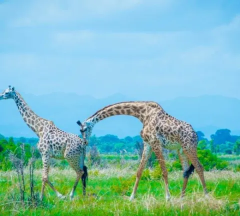 3-Day Serengeti Safari- Via Zanzibar gallery image