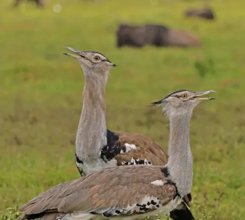 3-Day Serengeti Safari- Via Zanzibar gallery image
