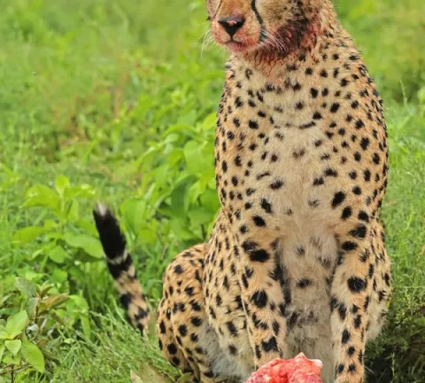 3-Day Serengeti Safari- Via Zanzibar gallery image