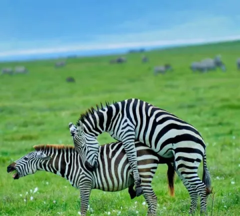 6-Day Combined Safari and Zanzibar Beach Vacation gallery image