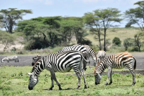 4-Day Private Safari to Serengeti and Ngorongoro gallery image