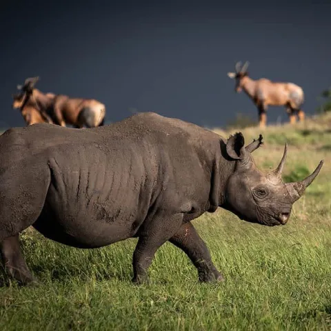 4-Day Private Safari to Serengeti and Ngorongoro gallery image