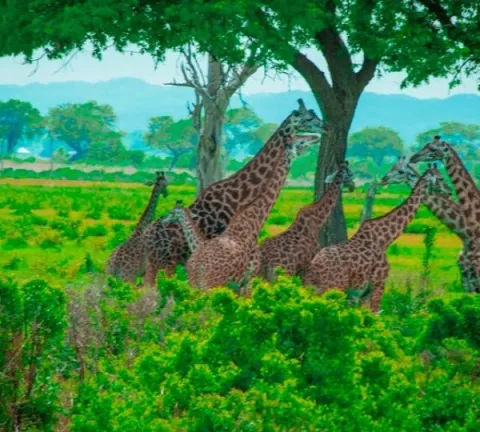 10-Day Luxury Wildlife and Zanzibar Beach Escape gallery image