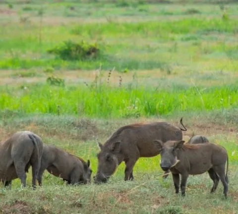 10-Day Luxury Wildlife and Zanzibar Beach Escape gallery image