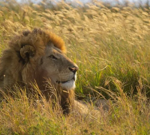 5-Day Lake Manyara, Serengeti, and Ngorongoro Safari. gallery image