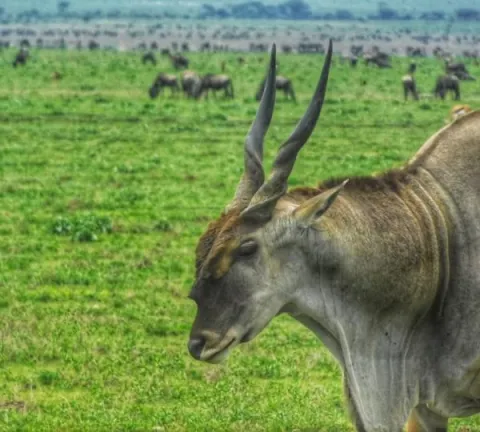 2-Day Best of Tarangire & Ngorongoro Tour from Zanzibar gallery image