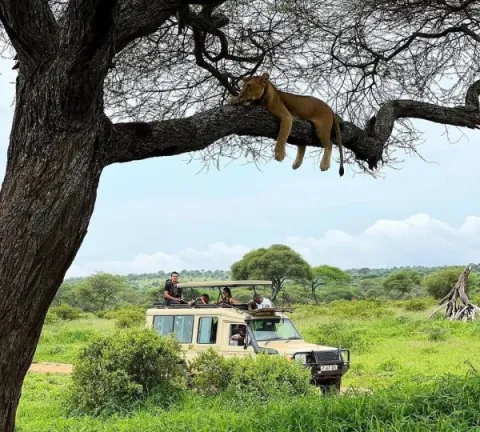 4-Day Ultimate Tour: Kilimanjaro Hike, Serengeti& Ngorongoro gallery image
