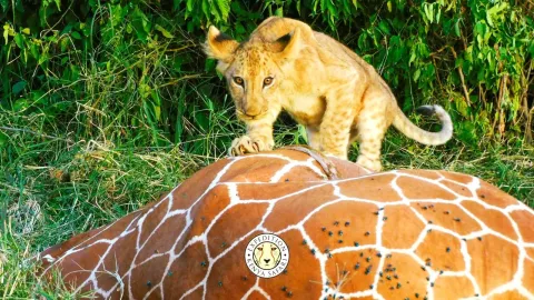 11-Day Private Kenya Safari: Samburu to Maasai Mara gallery image