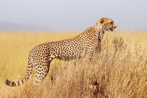 6-Day Best of Tanzania Wildlife Safari gallery image