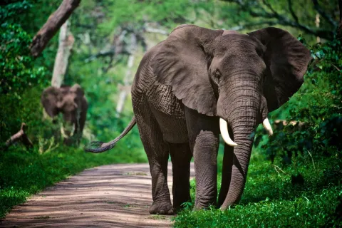 6-Day Best of Tanzania Wildlife Safari gallery image