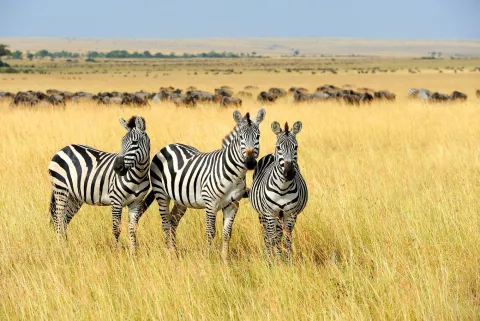 6-Day Best of Tanzania Wildlife Safari gallery image