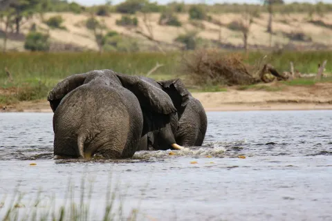 3-Day Zanzibar to Mikumi Open Jeep Wildlife Safari By Ferry gallery image
