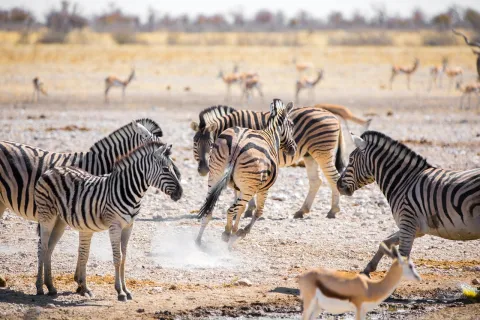 3-Day Zanzibar: Private Nyerere Safari By Ferry & Open Jeep gallery image
