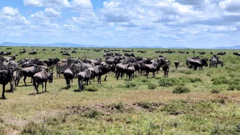 4-Day Tarangire, Serengeti, Ngorongoro with Hot Air Balloon gallery image