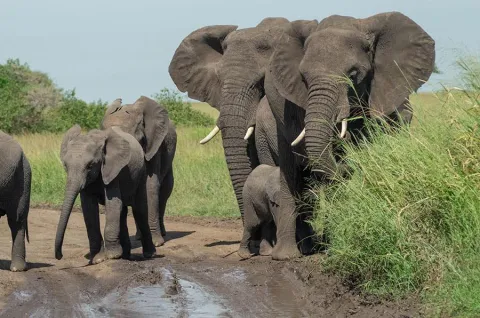 1-Day Zanzibar to Mikumi Day Trip Safari By Flights& Lunch gallery image