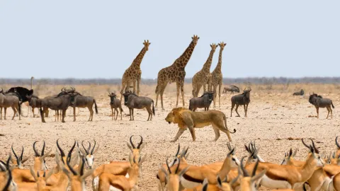 1-Day Zanzibar to Mikumi Day Trip Safari By Flights& Lunch gallery image
