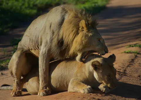 3-Day Zanzibar: Private Nyerere Safari By Ferry & Open Jeep gallery image