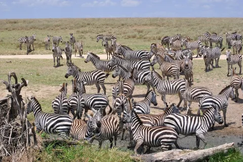 2-Day Dar Es Salaam: Mikumi Safari and Chizua Waterfalls gallery image