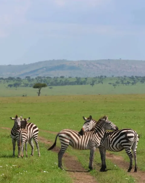 3-Day Fly in Tarangire, Ngorongoro, and Lake Manyara gallery image