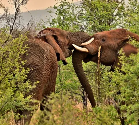 6-Day Remarkable Tanzania Safari gallery image