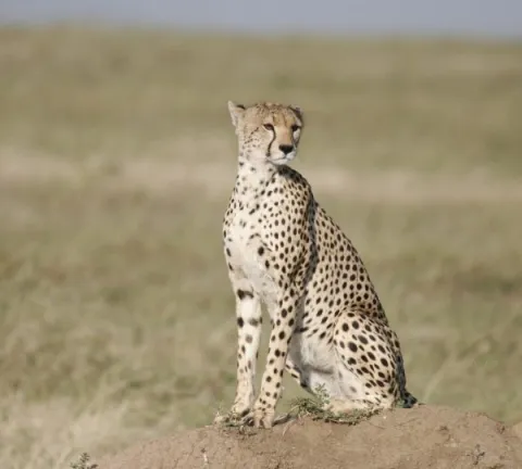 6-Day Remarkable Tanzania Safari gallery image