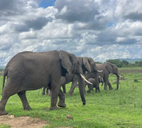 5-Day Best Safari Maasai Visit- Cultural Tour gallery image