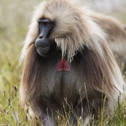 3-Day Simien Mountains Scenic Hiking and Wildlife Tour gallery image