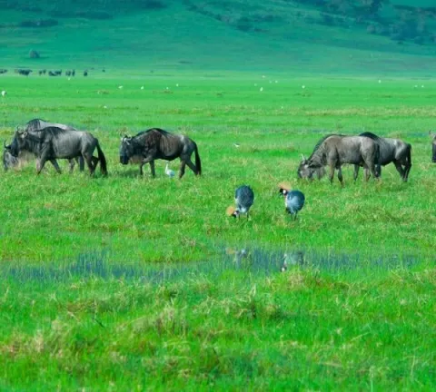 3-Day A Safari to Remember:- Serengeti & Ngorongoro. gallery image