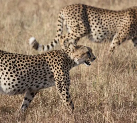 5-Day Luxury Fly-In Fly-Out Serengeti Migration Safari gallery image
