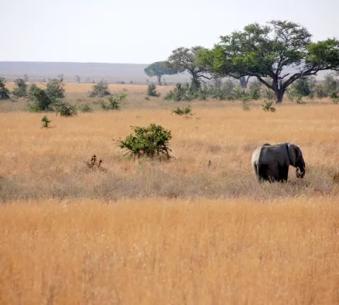 5-Day Luxury Fly-In Fly-Out Serengeti Migration Safari gallery image