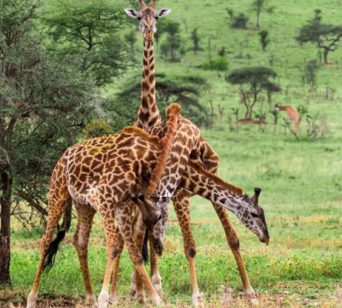 4-Day Tanzania Big 5 Budget Tour gallery image
