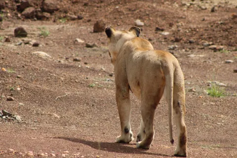 3-Day Exclusive Tsavo East and Saltlick Safari Experience gallery image