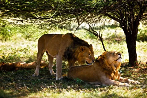 3-Day Exclusive Tsavo East and Saltlick Safari Experience gallery image