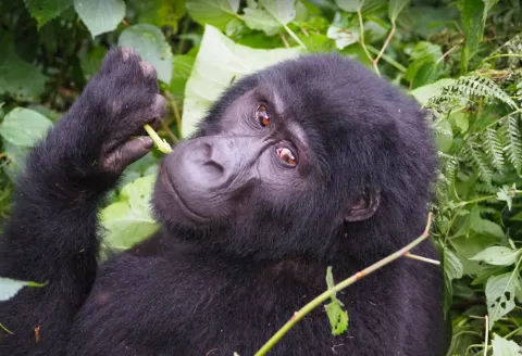 3-Day Bwindi Gorilla Trekking Safari from Kigali, Rwanda gallery image