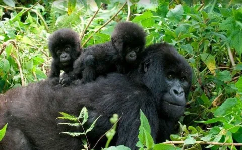 3-Day Bwindi Gorilla Trekking Safari from Kigali, Rwanda gallery image