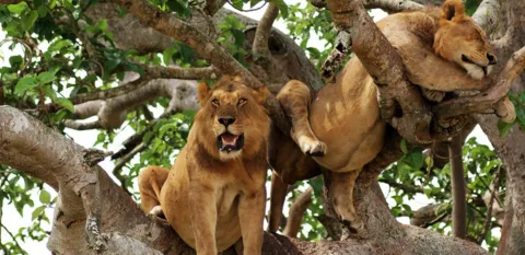 6-Day Uganda Gorilla Trek, Chimpanzees and Wildlife Safari gallery image