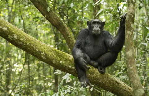 6-Day Uganda Gorilla Trek, Chimpanzees and Wildlife Safari gallery image