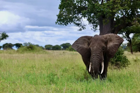 4-Day The Essential Tanzania Adventure gallery image