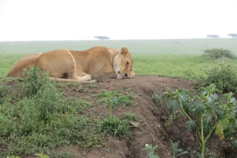 4-Day The Essential Tanzania Adventure gallery image