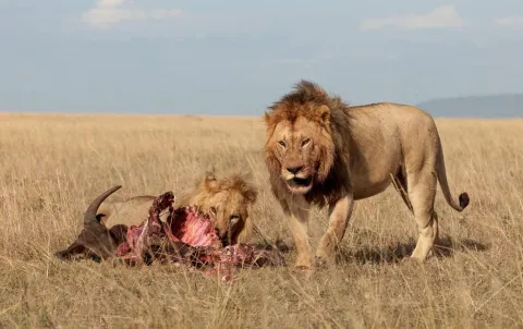 4-Day The Essential Tanzania Adventure gallery image