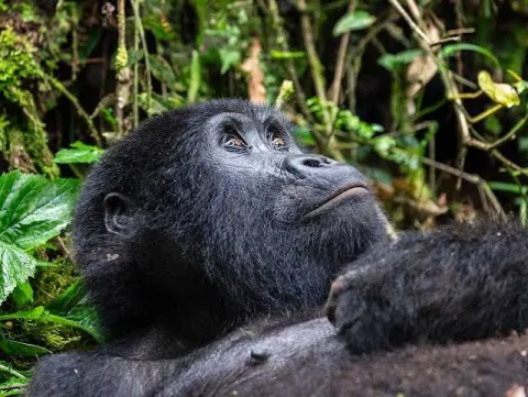 4-Day Uganda & Rwanda Gorilla Trekking Adventure gallery image