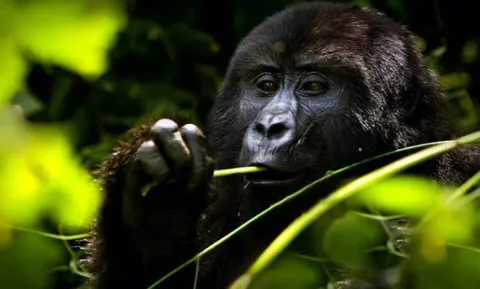 4-Day Uganda & Rwanda Gorilla Trekking Adventure gallery image