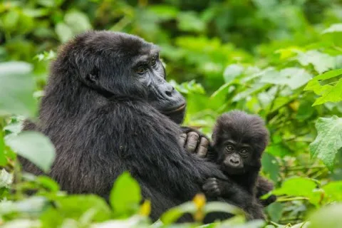 4-Day Uganda & Rwanda Gorilla Trekking Adventure gallery image