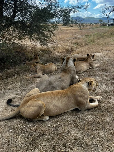 5-Day Southern Tanzania Safari Adventure gallery image