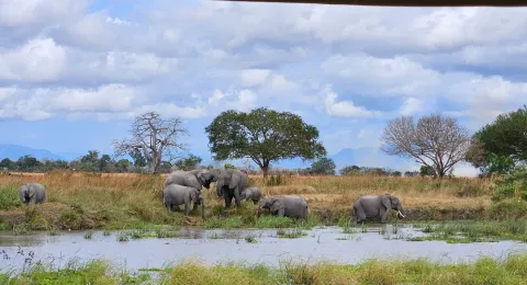 5-Day Southern Tanzania Safari Adventure gallery image