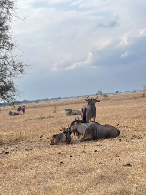 5-Day Southern Tanzania Safari Adventure gallery image